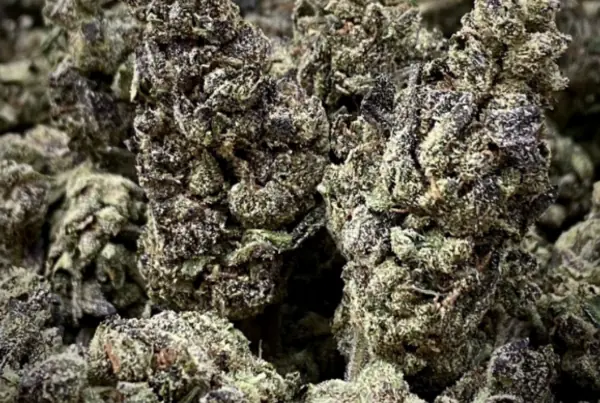 black runtz strain cannabis flower close up